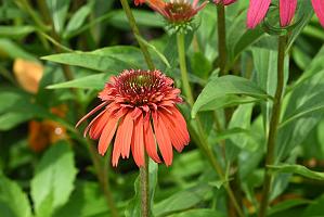 2025-07119515 Tower Hill Botanic Garden, MA